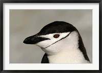 Framed Antarctica, Half Moon Island, Chinstrap penguin