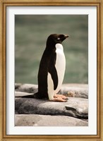 Framed Antarctica. Adelie penguin.