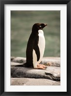 Framed Antarctica. Adelie penguin.