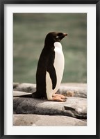 Framed Antarctica. Adelie penguin.