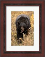 Framed Black Bear walking in brush, Montana