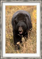 Framed Black Bear walking in brush, Montana