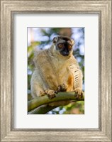 Framed Brown Lemur in a tree in Madagascar
