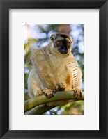 Framed Brown Lemur in a tree in Madagascar