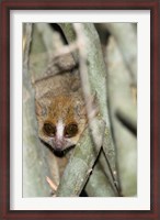 Framed Brown Mouse Lemur, tree trunk in Madagascar