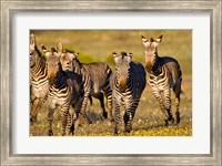 Framed Cape Mountain Zebra, Bushmans Kloof, South Africa