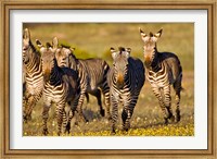 Framed Cape Mountain Zebra, Bushmans Kloof, South Africa