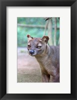 Framed Carnivore in Madagascar, related to a mongoose