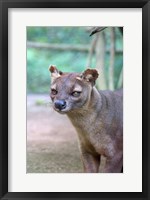 Framed Carnivore in Madagascar, related to a mongoose