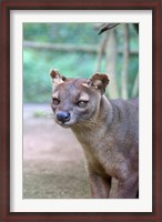 Framed Carnivore in Madagascar, related to a mongoose