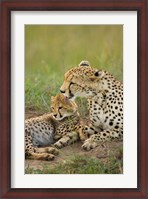 Framed Cheetah with cub in the Masai Mara GR, Kenya