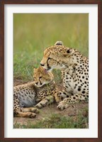 Framed Cheetah with cub in the Masai Mara GR, Kenya