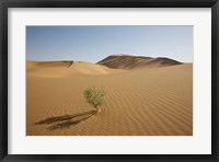 Framed China, Gansu Province. Lone plant casts shadow on Badain Jaran Desert.