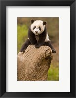 Framed China, Wolong Panda Reserve, Baby Panda bear on stump