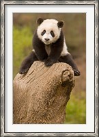 Framed China, Wolong Panda Reserve, Baby Panda bear on stump