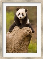 Framed China, Wolong Panda Reserve, Baby Panda bear on stump