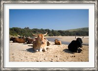 Framed Cows, Farm Animal, Coffee Bay, Transkye, South Africa