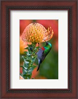 Framed Double-collared Sunbird, South Africa-collared Sunbird, South Africa