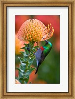 Framed Double-collared Sunbird, South Africa-collared Sunbird, South Africa