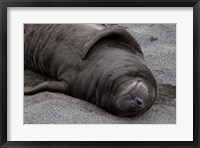 Framed Elephant Seal Pup Sleeps on Beach, South Georgia Island, Antarctica