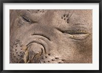 Framed Female elephant seal, South Georgia Island, Antarctica