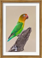 Framed Fischer's Lovebird tropical bird, Ndutu, Tanzania