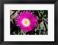 Framed Pink Flower, Kirstenbosch Gardens, South Africa