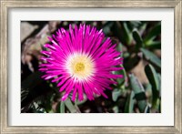 Framed Pink Flower, Kirstenbosch Gardens, South Africa