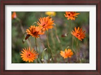 Framed Orange Flowers, Kirstenbosch Gardens, South Africa