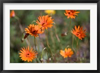 Framed Orange Flowers, Kirstenbosch Gardens, South Africa