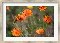 Framed Orange Flowers, Kirstenbosch Gardens, South Africa