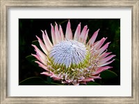 Framed Flowers, Kirstenbosch Gardens, South Africa