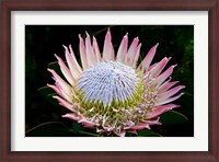 Framed Flowers, Kirstenbosch Gardens, South Africa