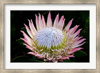 Framed Flowers, Kirstenbosch Gardens, South Africa