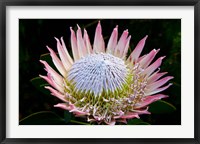 Framed Flowers, Kirstenbosch Gardens, South Africa