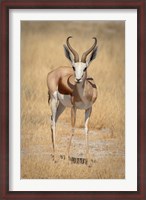 Framed Front view of standing springbok, Etosha National Park, Namibia, Africa