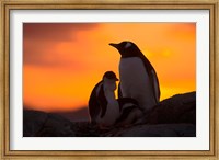 Framed Gentoo Penguins Silhouetted at Sunset on Petermann Island, Antarctic Peninsula