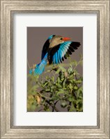 Framed Grey-headed Kingfisher, Masai Mara GR, Kenya