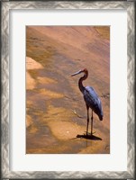 Framed Buffalo Springs National Reserve, Goliath Heron, Kenya