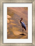 Framed Buffalo Springs National Reserve, Goliath Heron, Kenya