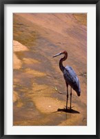 Framed Buffalo Springs National Reserve, Goliath Heron, Kenya