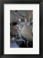 Framed Flock of Helmeted Guineafowl, Savuti Marsh, Chobe National Park, Botswana