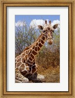 Framed Giraffe lying down, Loisaba Wilderness, Laikipia Plateau, Kenya