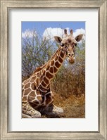 Framed Giraffe lying down, Loisaba Wilderness, Laikipia Plateau, Kenya