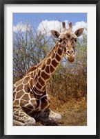 Framed Giraffe lying down, Loisaba Wilderness, Laikipia Plateau, Kenya