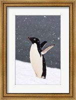 Framed Adelie Penguin in Falling Snow, Western Antarctic Peninsula, Antarctica