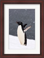 Framed Adelie Penguin in Falling Snow, Western Antarctic Peninsula, Antarctica