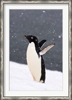 Framed Adelie Penguin in Falling Snow, Western Antarctic Peninsula, Antarctica