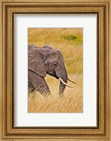 Framed African Elephant Grazing, Maasai Mara, Kenya