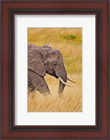 Framed African Elephant Grazing, Maasai Mara, Kenya